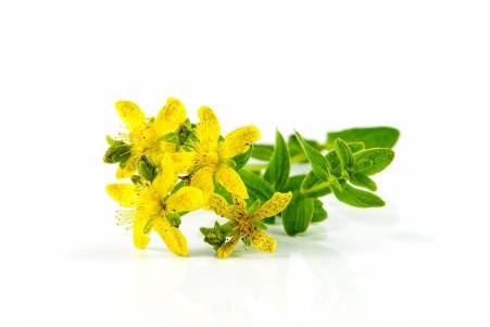 St. John's wort