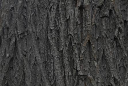 Willow bark