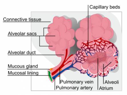 Mild Bibasilar Atelectasis in Lungs