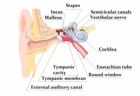 Anatomy of the human ear