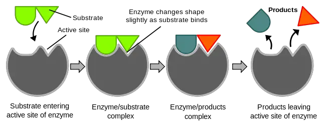 Enzyme activity