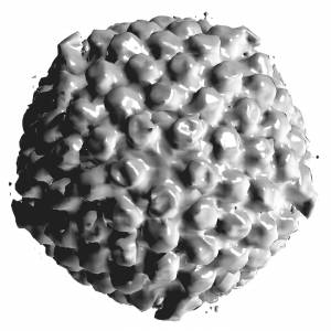 Herpes simplex virus type 1