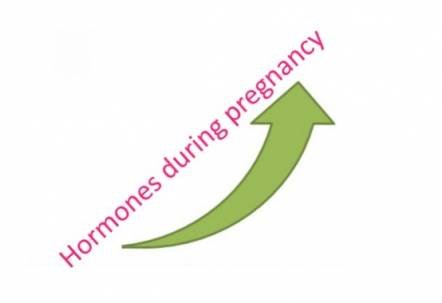 Hormones during pregnancy