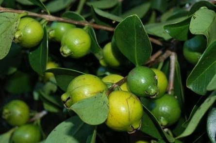 Lemon guava