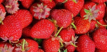 Strawberry good during pregnancy