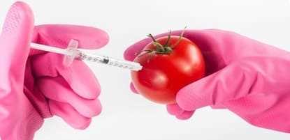 Effects of genetically modified food on pregnancy