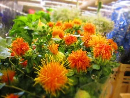 safflower oil and weight loss