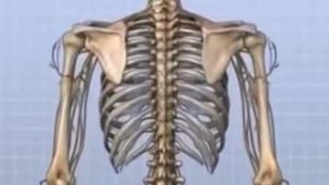 Causes of a Pain in Spine Between Shoulder Blades - Health Advisor