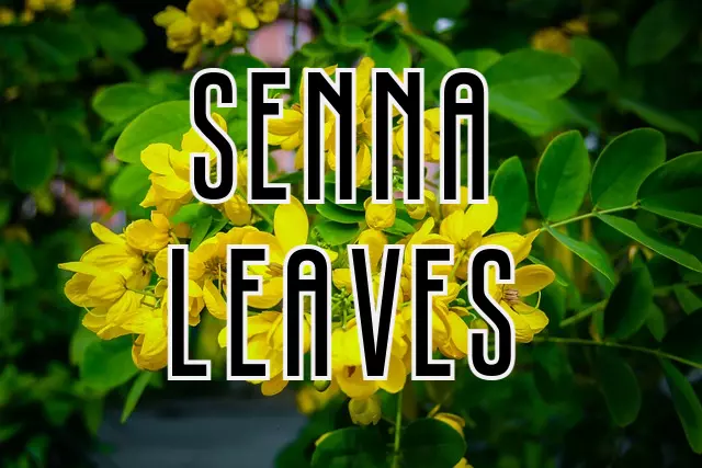 Senna leaves