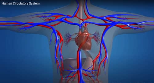 Veins, Arteries and Capillaries Functions