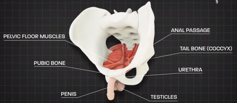 Male Pelvic Floor Superficial Muscles