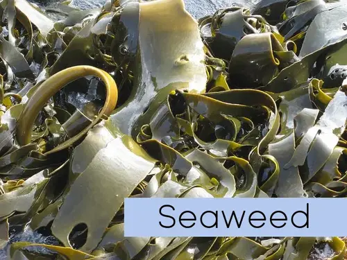 seaweed