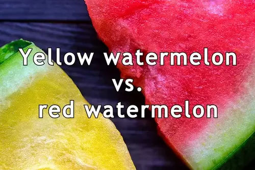 Yellow watermelon vs. red watermelon