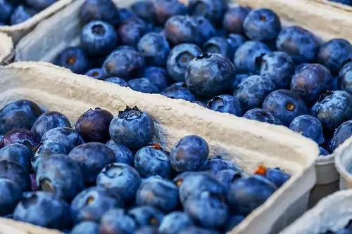 Blueberries for pregnant