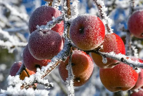 freezing whole apples