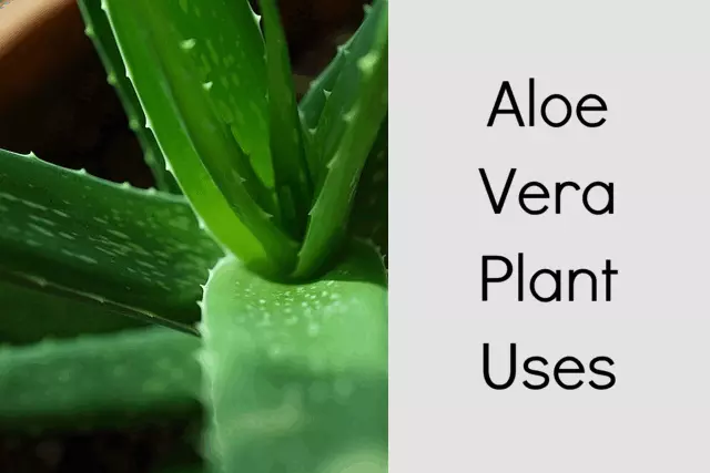 Aloe Vera Plant Uses