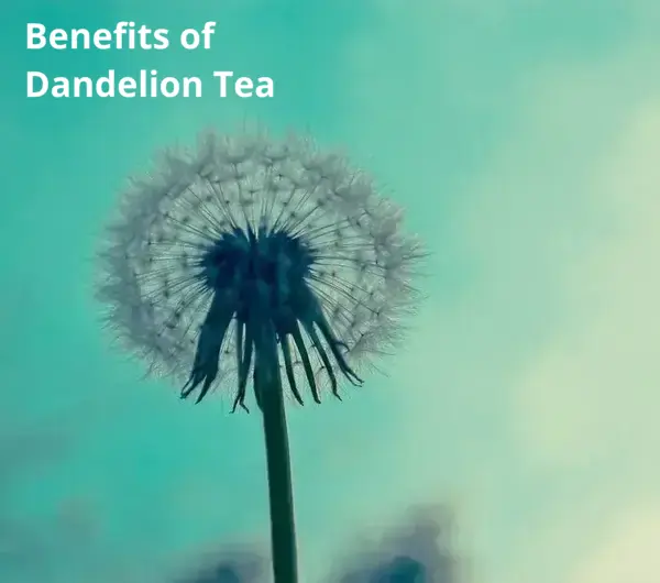 Benefits of Dandelion Tea