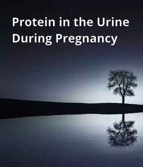 Protein in the Urine During Pregnancy