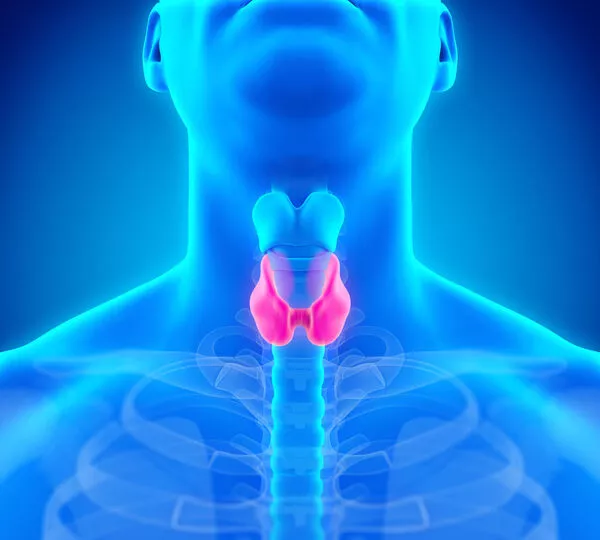 Stimulate Thyroid Function