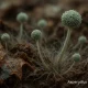 Aspergillus fumigatus spores on compost — close-up image of mold on decaying organic matter for fungal infection awareness.