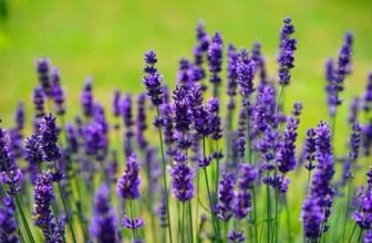 Best Natural Sleeping Aids