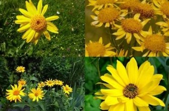 Arnica Hair Oil