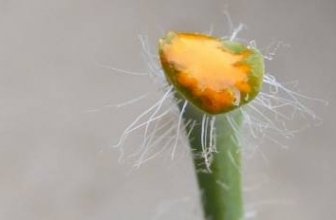 Home Remedies for Warts on Knee