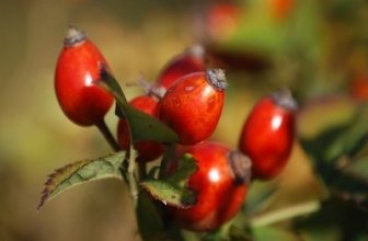 How is Rosehip Tea Good for You