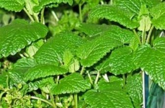 Thyme Herbal Tea